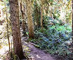 The forested trail to Falls Lake