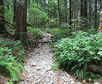 The rocky trail that leads to Golden Ears