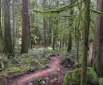 A hiking trail in the scenic Hidden Grove north of Sechelt