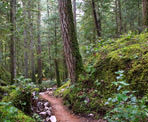 A trail passes one of the large Douglas Fir trees near the Ancient Grove in Hidden Grove