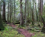 A trail passes through the scenic forest in Hidden Grove