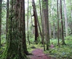 The trails in Hidden Grove pass my some old growth Douglas Fir trees