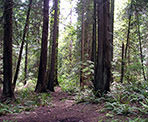 The forested Arbutus Trail in Lighthouse Park