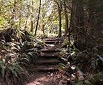 Wooden stairs along the Centennial Trail in Lions Bay