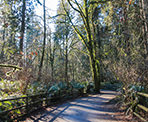 The trail along Lower Lynn Creek in North Vancouver