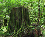 One of many large stumps that offers evidence of logging operations in the area