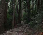 The rocky trail to Lynn Peak climbs quickly through the forest