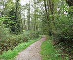 The gravel walking trail leading into Minnekhada Regional Park