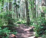 The beautiful forest in Pacific Spirit Regional Park in Vancouver