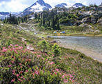 Wildflowers along the Semaphore Lakes Trail