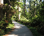 A forested trail through Stanley Park near downtown Vancouver