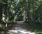 A gravel trail in the scenic Stanley Park forest near downtown Vancouver