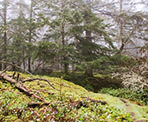 Lush moss along the trail to Yeo Point on Salt Spring Island