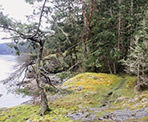 The trail along the coast of Salt Spring Island to Yeo Point